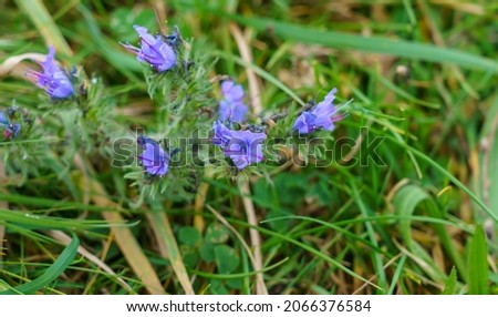 Vibrant blue Viper's-bugloss (Echium vulgare) also known as blueweed growing wild on Salisbury Plain grasslands in Wiltshire UK