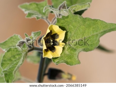 Flower and leaves of a ground cherry (Physalis peruviana)