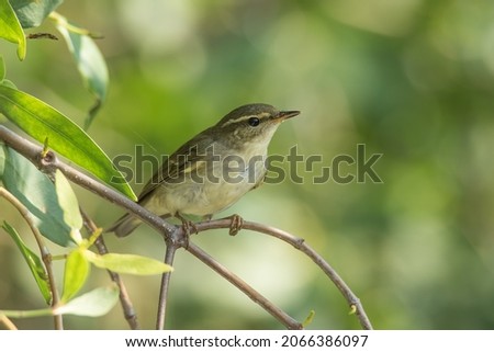 An Arctic Warbler posing on a stick Royalty-Free Stock Photo #2066386097
