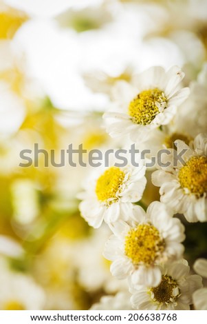 Camomile macro photography on blurred background