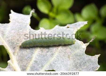 Macro of a green cabbage caterpillar, Pieris rapae, while it is eating a cabbage leaf