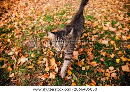 Gray little cat walking through the autumn foliage