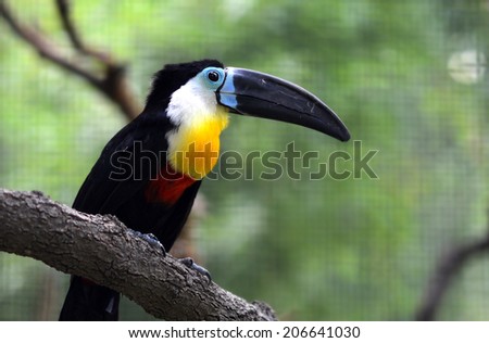 Toucan