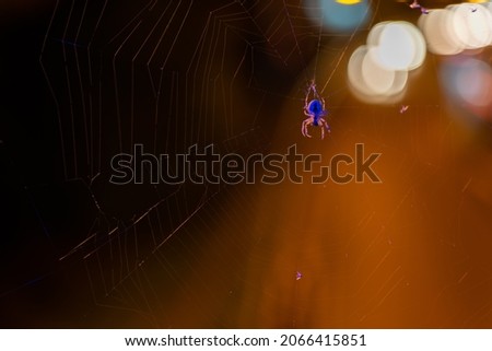 Spider on a web against a background of blurry lights at night. Night view.