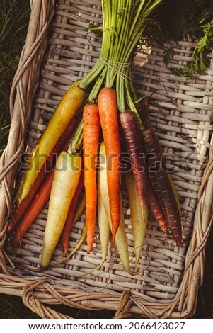 Directly Above shot of Multi colored carrots