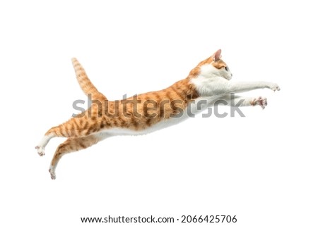 a jumping cat isolated on white background. Royalty-Free Stock Photo #2066425706