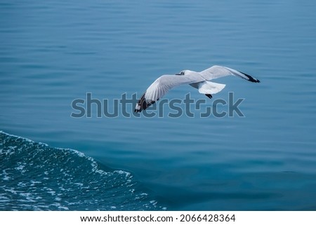 Albatross bird (gangchil) in saint martin