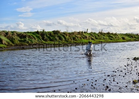 dog splashing in water river stream blue skies ripples 