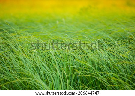 fresh green grass on blurred green background, summer season