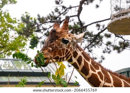 Giraffe eating fresh green leaves