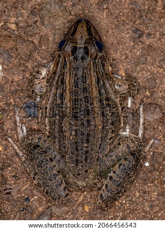 Miranda White-lipped Frog of the species Leptodactylus macrosternum