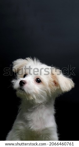 portrait picture of small puppy or puppies dog maltese white on black background above grass