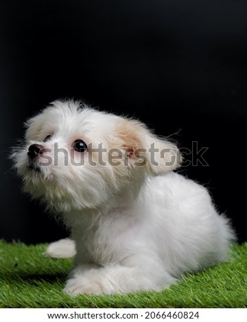 portrait picture of small puppy or puppies dog maltese white on black background above grass