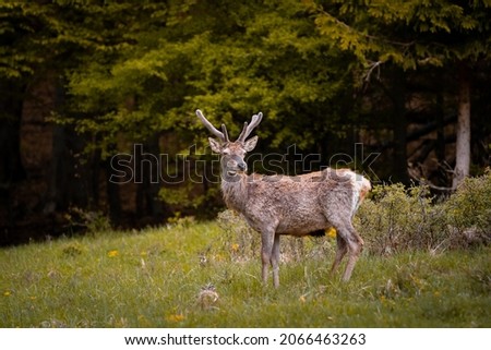 Wild red deer (cervus elaphus) with growing antler during rut in wild autumn nature, in rut time,wildlife photography of animals in natural environment,