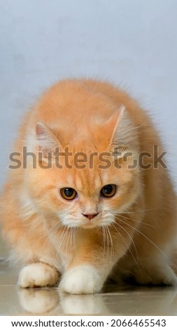 portrait picture photos of orange persian male cat on house photo session.