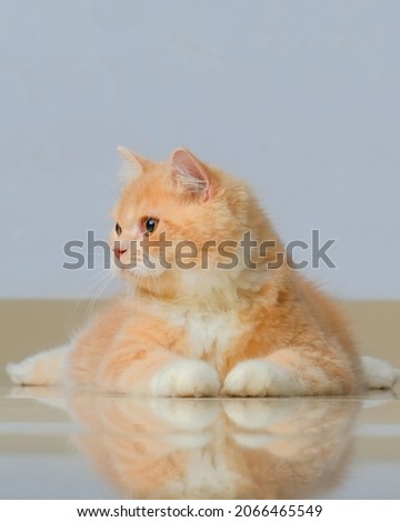 portrait picture photos of orange persian male cat on house photo session.