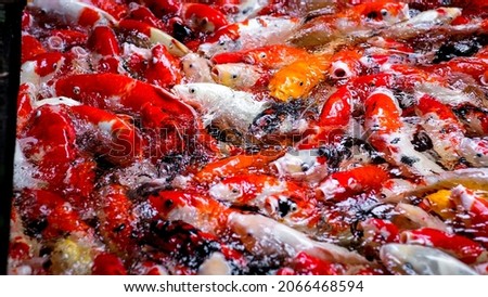 Koi fish swim in the clear pond and are eating.Many orange and white koi fish in the pond are clear and clean.
