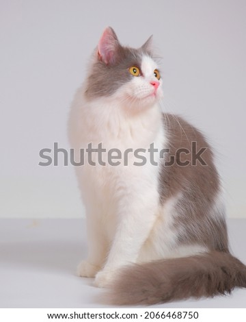a portrait version photo of grey persian female cat isolated on white background on photo session pet photography