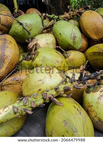 pile of young coconuts "DUGAAN"