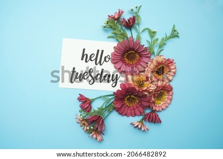 Hello Tuesday typography text with daisy flowers on blue background