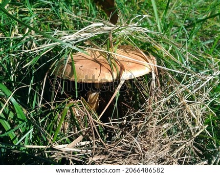 The mushroom reaches out to the sun from under the grass