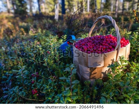collected lingonberries in a berry basket Royalty-Free Stock Photo #2066491496