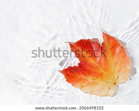 Autumn leaf floats on the water, against white background with copy space. Minimal creative idea. Flat lay natural concept.