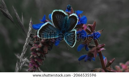 Blue butterfly on the flower
