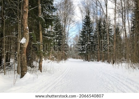 Winter forest landscape with snow-covered trees and ski trails on snowy road