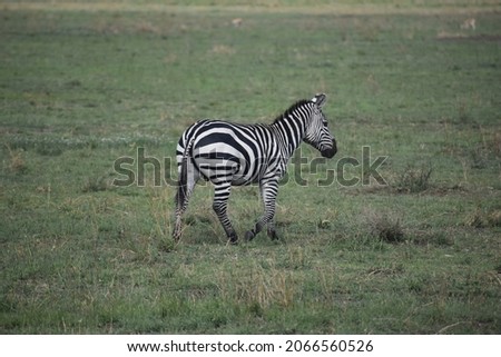 Zebras in Serengeti National Park - Tanzania, Africa