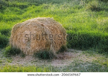 Haystack of mown grass in a green meadow on a bright sunny day.