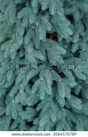 Close-up Christmas tree without toys. Good New Year spirit. Green branches of christmas tree