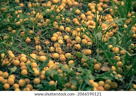 Yellow small fruit scattered under a tree in the park