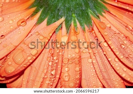 Orange flower with raindrops in the garden, Athens Greece