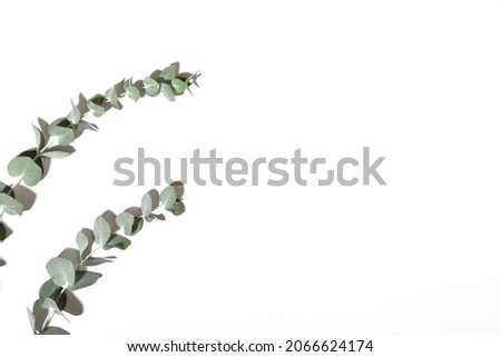 Banner with a branch of eucalyptus on a white background. Minimalism. Background for Eco-cosmetics. Flat layout, top view, place to copy. eucalyptus leaves on a white background. 