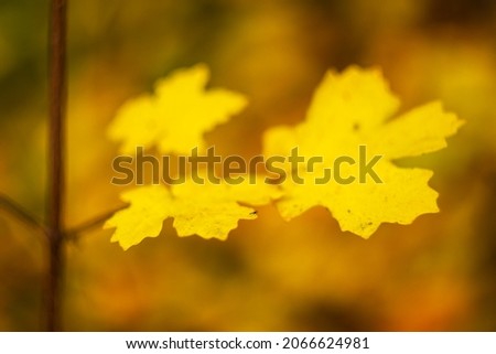 Yellow leaves remaining on branches, autumn vibes with bokeh