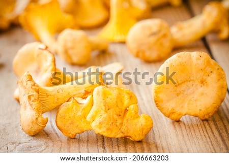 organic fresh chanterelle mushrooms on a wooden background