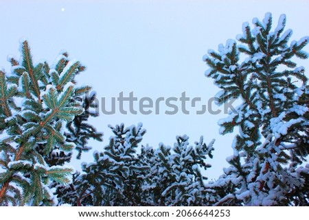 Christmas tree and cones on a white background, grows in the snow on the street. against the blue sky. photo for postcard or banner .beautiful natural winter background. pine branches covered with
