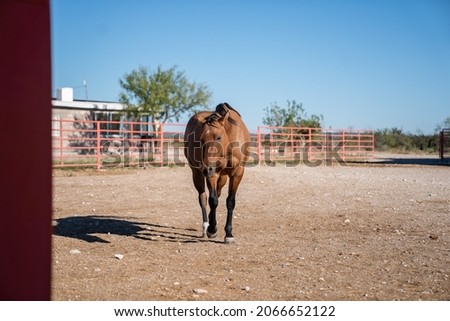 horses and cattle drinking water in Mexico 