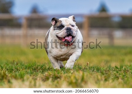 English Bulldog running in the grass on a farm