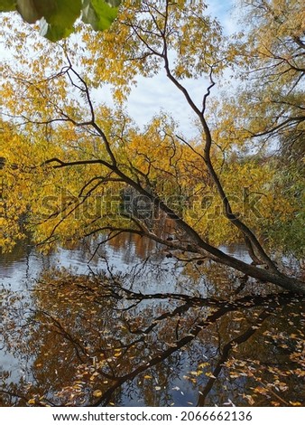 Willows with bright autumn leaves growing over a pond in which trees and the sky are reflected, in a park on Elagin Island on a warm autumn day.