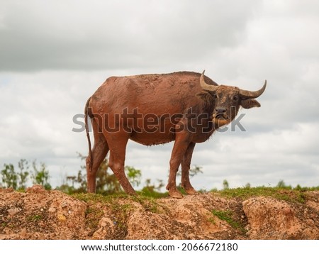 Asian buffalo with mud on body in the fields, Thailand