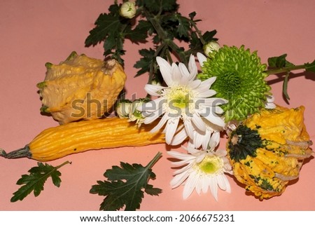 chrysanthemum  with the pumpkin close up un the colorful background