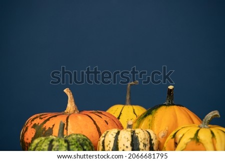 Autumn pumpkin Halloween and Thanksgiving background - orange pumpkins over wooden table