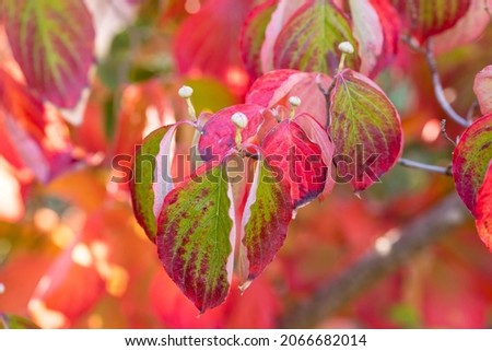 Cornus Florida leaves on the tree branch in a garden in Madrid Royalty-Free Stock Photo #2066682014