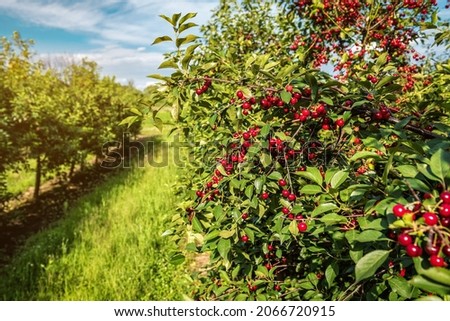 ripe, sweet cherries on the tree in the garden Royalty-Free Stock Photo #2066720915