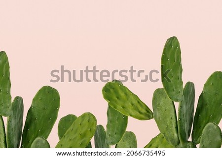 Cactus border on pink background