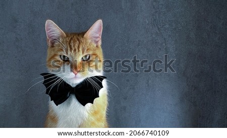 Portrait of ginger Halloween cat with bat tie on gray background