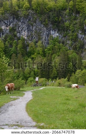Mountain Scenery with alpine cabins and cows in Maria Alm at the Hochkönig in Salzburg, Austria