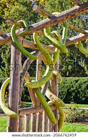 Wood archway with unusual hanging green gourds